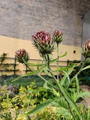 Cynara cardunculus scolymus