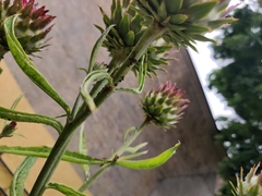 Cynara cardunculus scolymus
