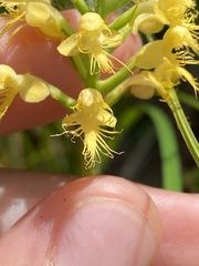 Platanthera cristata