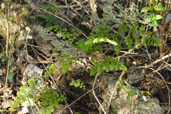 Adiantum raddianum