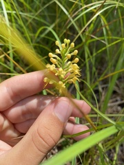 Platanthera cristata