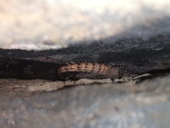 Smaug breyeri
