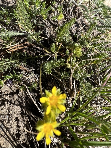 Image of Tweedy's Ivesia (Ivesia tweedyi) by no rights reserved