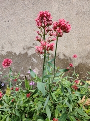 Centranthus ruber