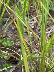 Platanthera cristata