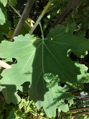 Macleaya cordata