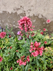 Centranthus ruber