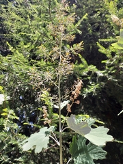Macleaya cordata