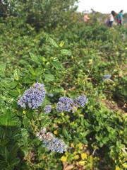 Ceanothus griseus
