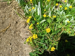 Lomatium nudicaule