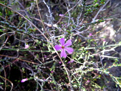 Acmadenia macropetala