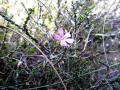 Acmadenia macropetala