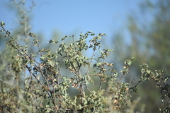 Berberis higginsiae