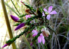 Acmadenia macropetala