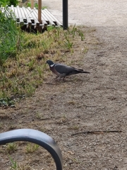 Columba palumbus