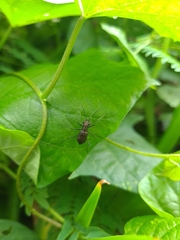 Odontocheila nodicornis