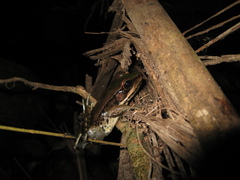 Lithobates palmipes