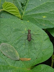 Odontocheila nodicornis