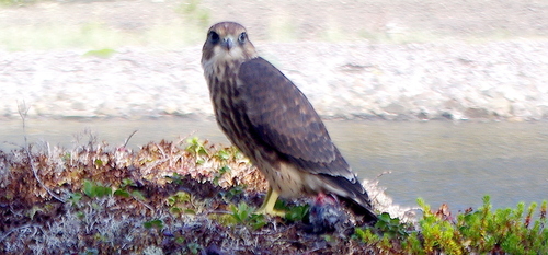 Esmerejón (Falco columbarius)