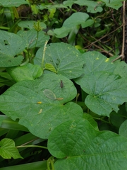 Odontocheila nodicornis
