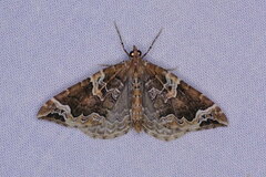 Lampropteryx suffumata