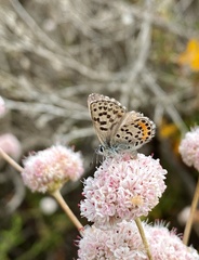 Euphilotes enoptes smithi