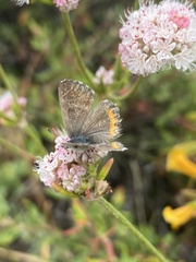 Euphilotes enoptes smithi