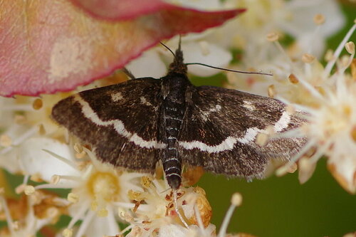 Pyrausta nigrata