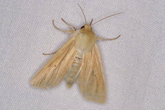 Mythimna pallens
