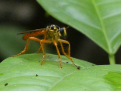 Smeryngolaphria numitor