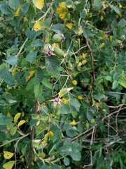 Rosa subcanina
