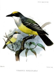 Snowy-Throated Kingbird photo 2