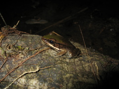 Lithobates palmipes