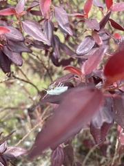 Compsus viridivittatus