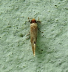 Tinea semifulvella