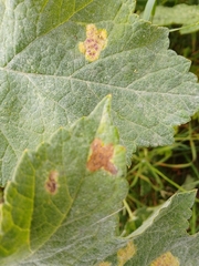 Phytomyza heracleana