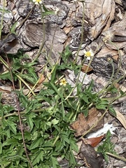 Tridax procumbens