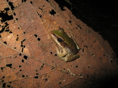 Lithobates palmipes