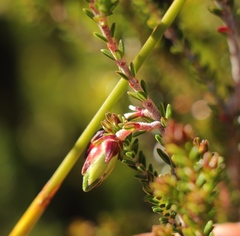 Erica viridiflora