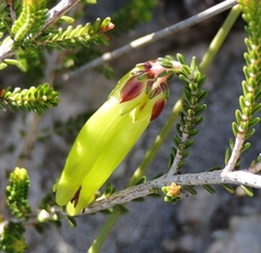 Erica viridiflora