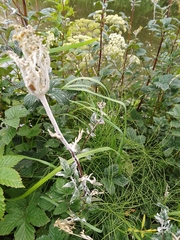 Podosphaera macularis