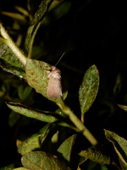Spodoptera pecten