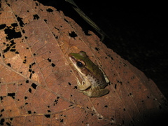 Lithobates palmipes