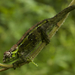 Poroto Mountain Chameleon - Photo (c) michelemenegon, some rights reserved (CC BY-NC), uploaded by michelemenegon