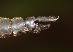 Somatochlora elongata