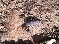 Hadogenes troglodytes