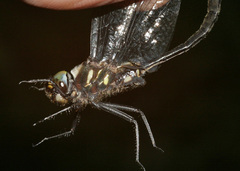 Somatochlora elongata