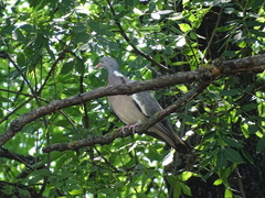 Columba palumbus