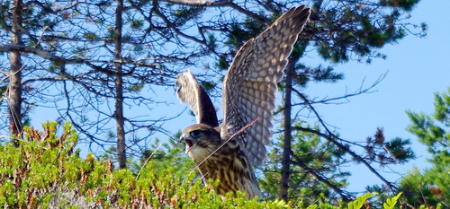 Esmerejón (Falco columbarius)