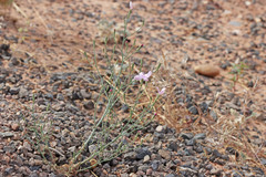 Stephanomeria exigua exigua